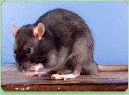 rat control Blackheath West Midlands