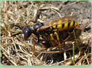 wasp control Blackheath West Midlands